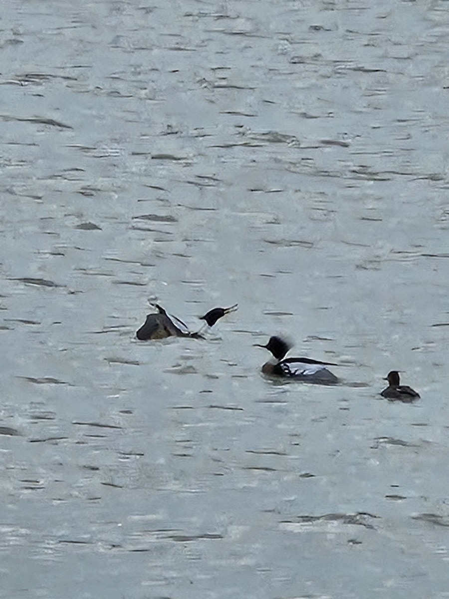 Red-breasted Merganser - ML617530945