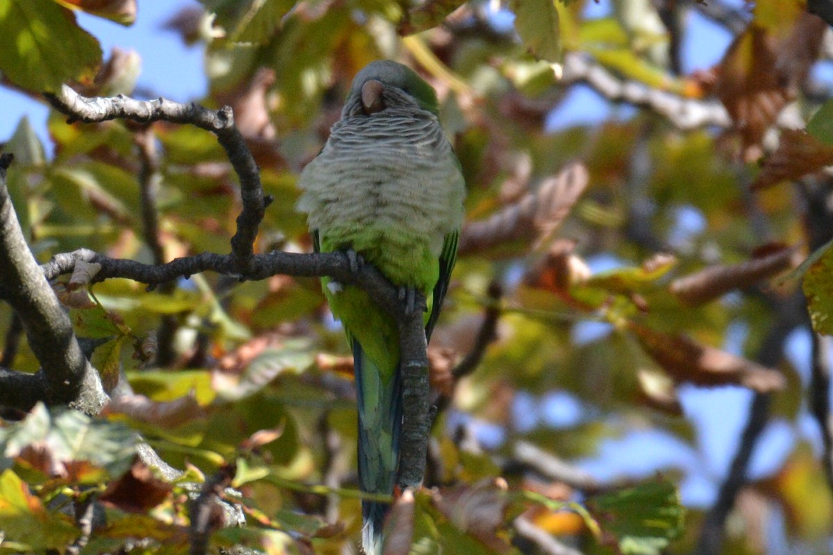 Monk Parakeet - ML617530960