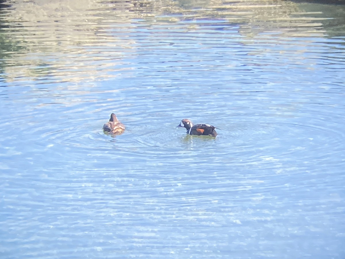 Harlequin Duck - ML617530990