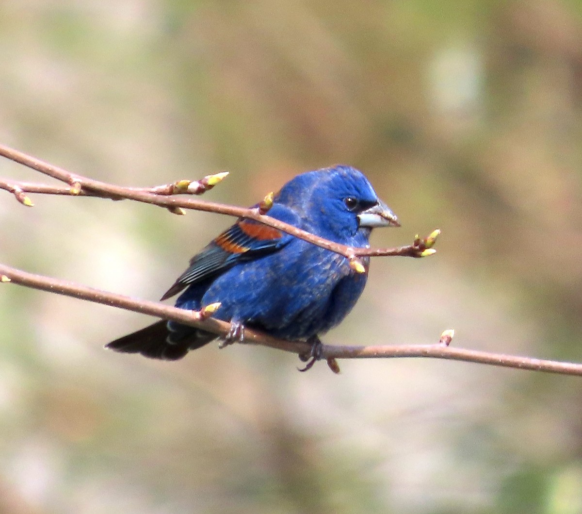 Blue Grosbeak - ML617531026