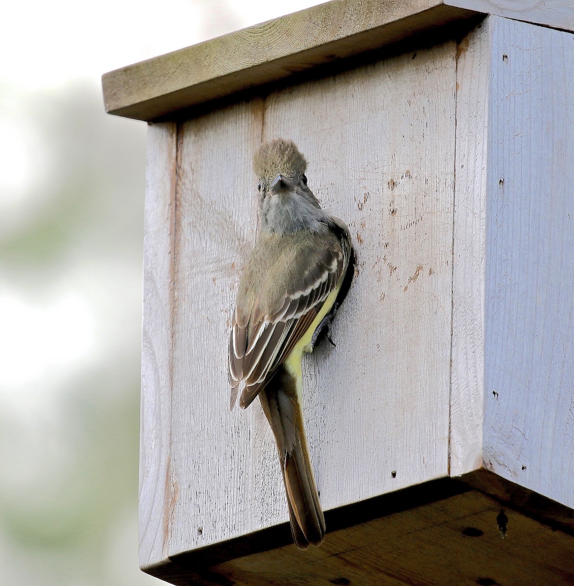 Great Crested Flycatcher - ML617531110