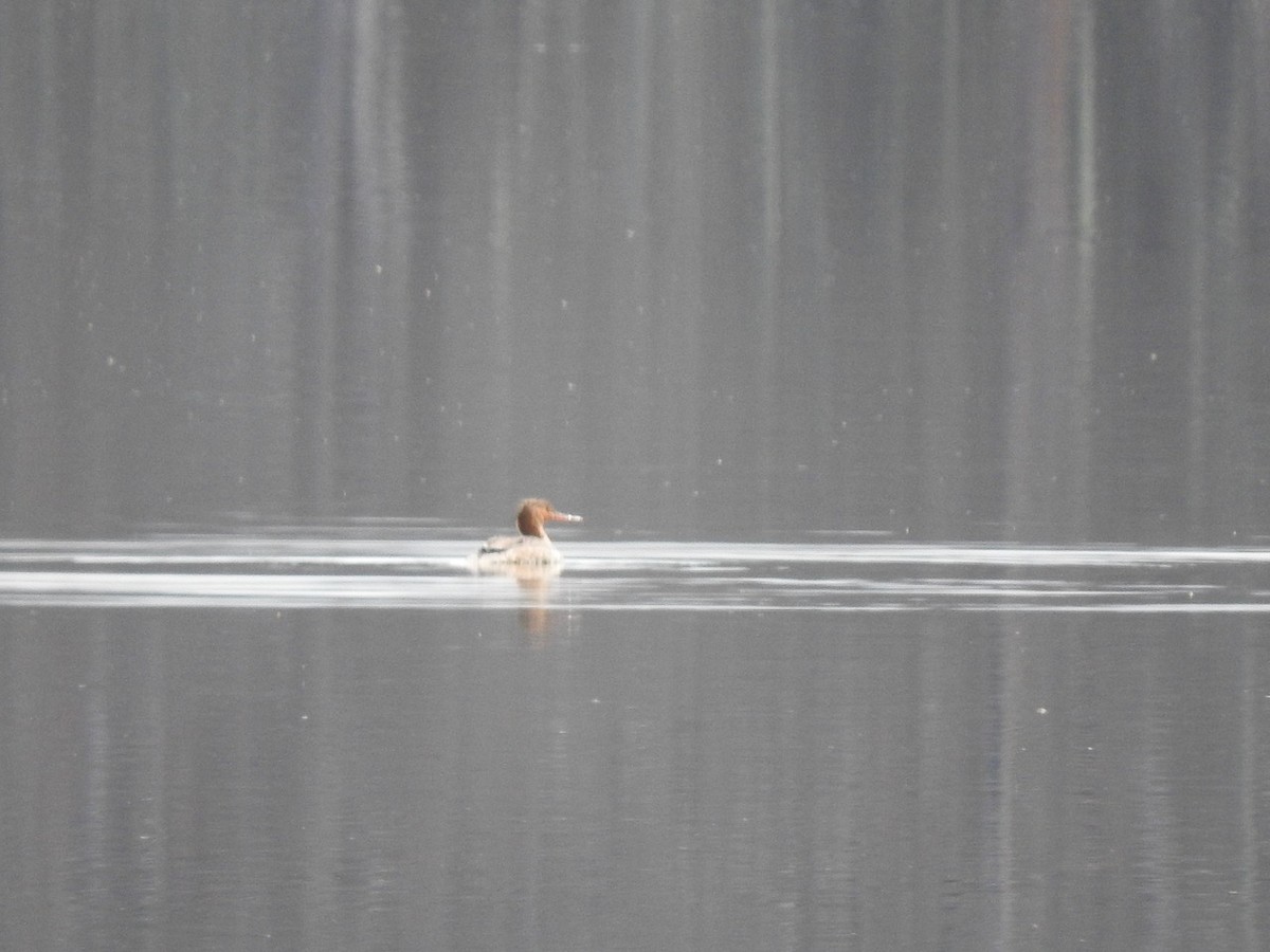 Red-breasted Merganser - ML617531126