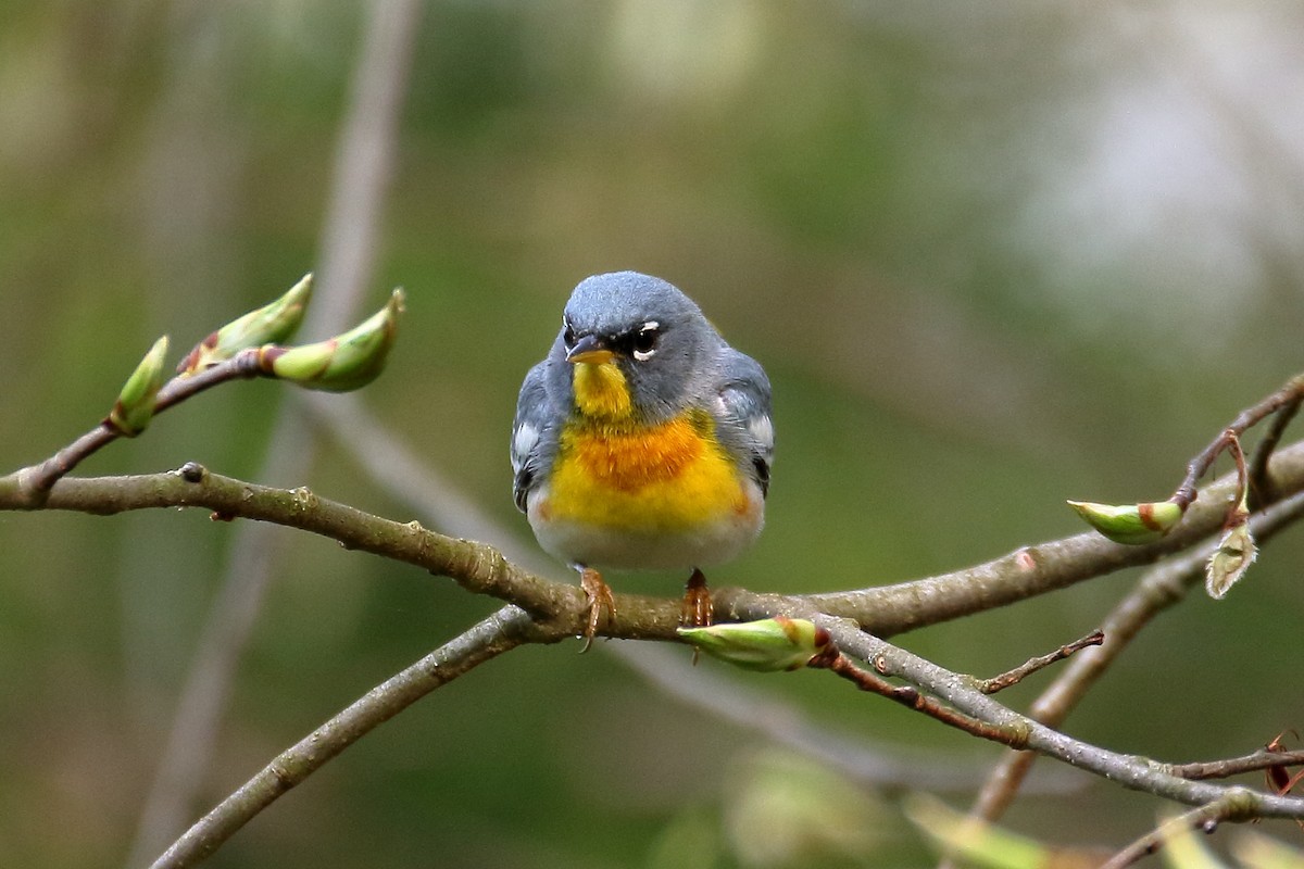 Northern Parula - ML617531154