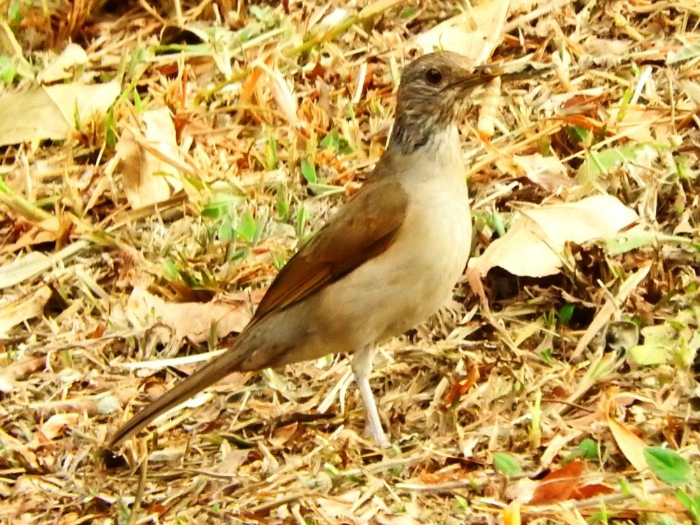 Pale-breasted Thrush - Fernando Nunes