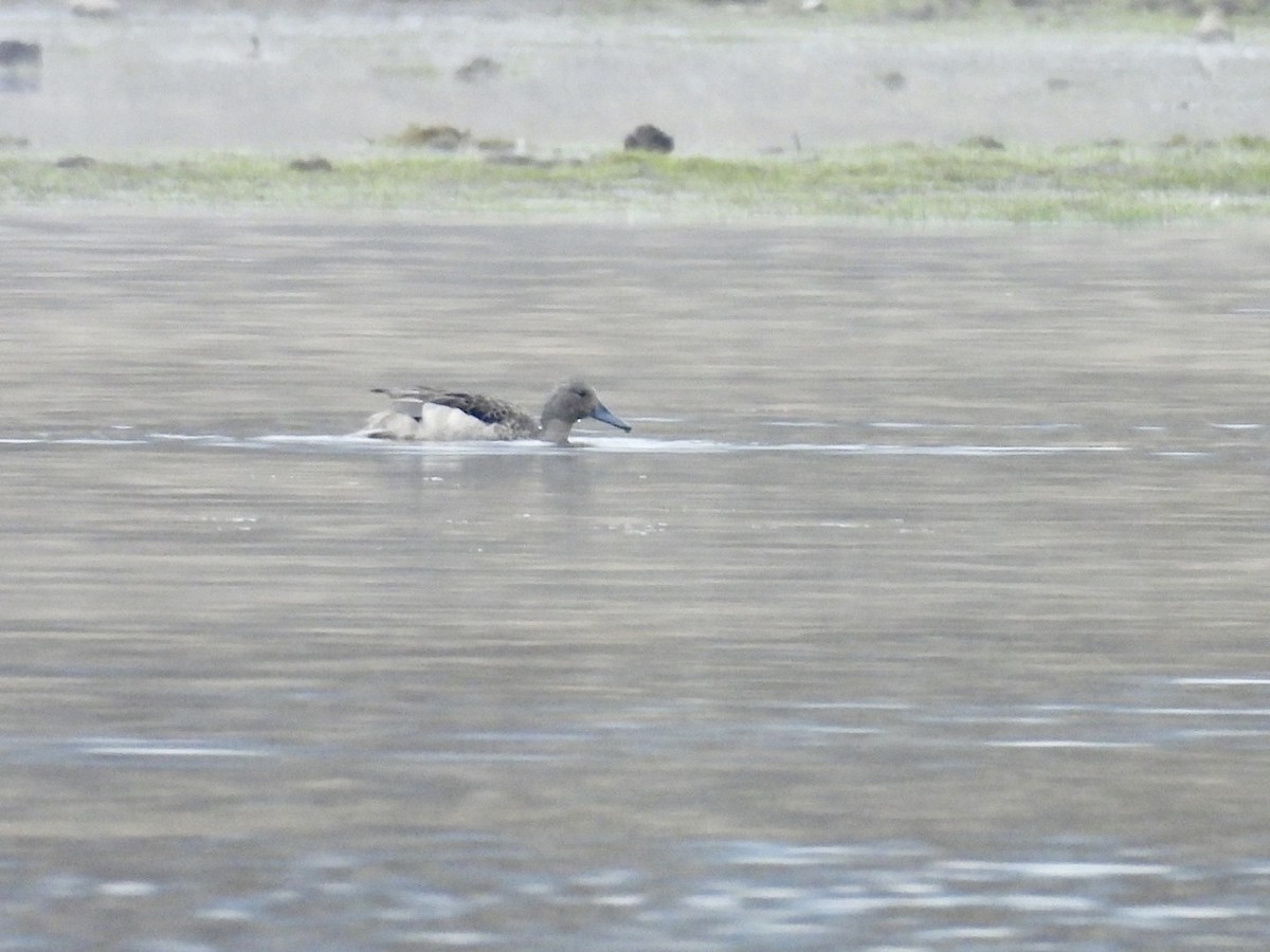 Andean Teal - Eunice Benko @bahianaii