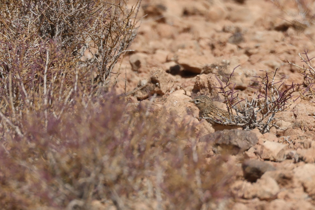 Mediterranean Short-toed Lark - ML617531240