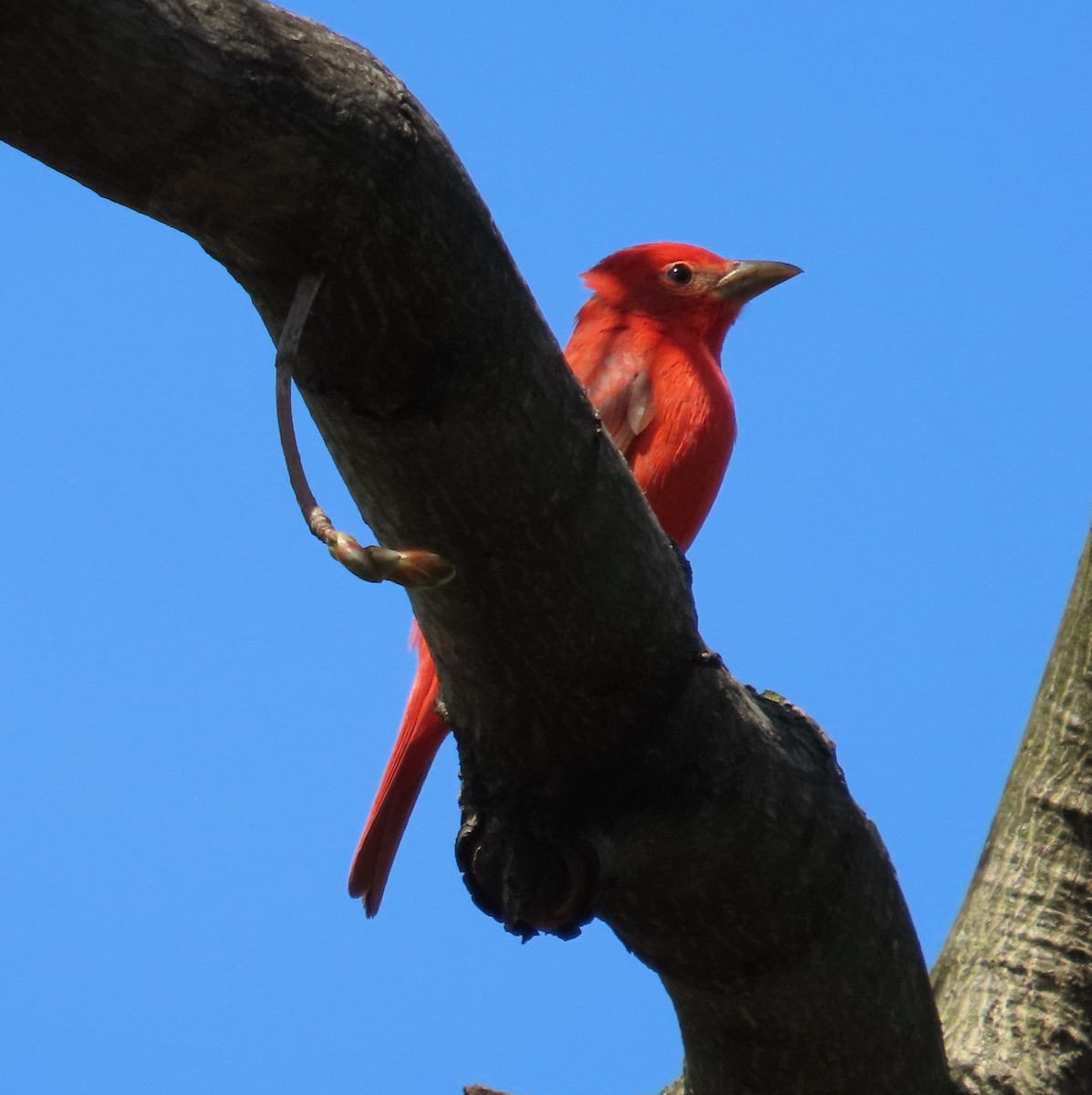 Piranga Roja - ML617531276