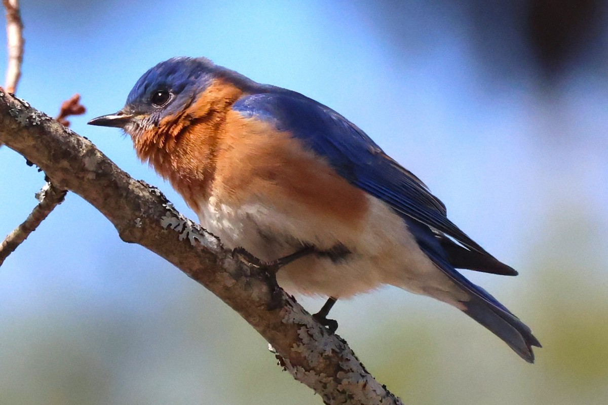 Eastern Bluebird - Mark Miller