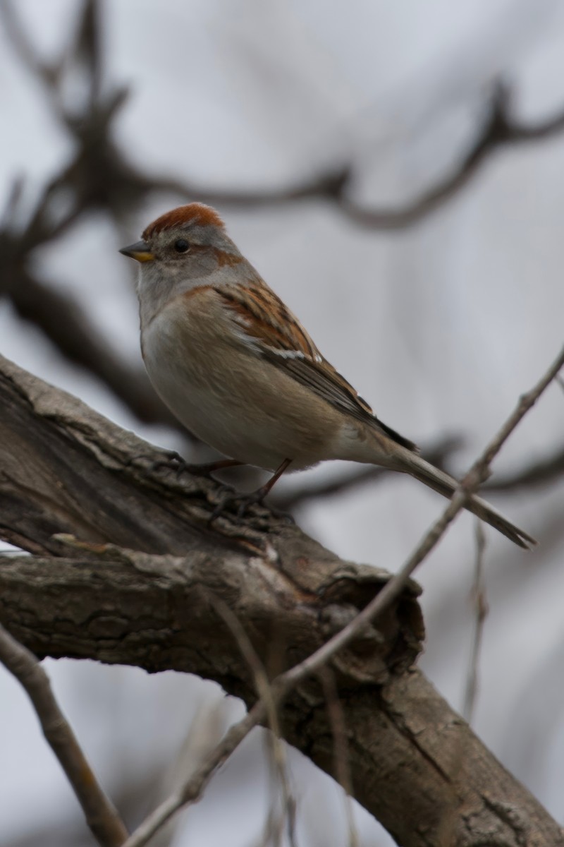 American Tree Sparrow - ML617531299