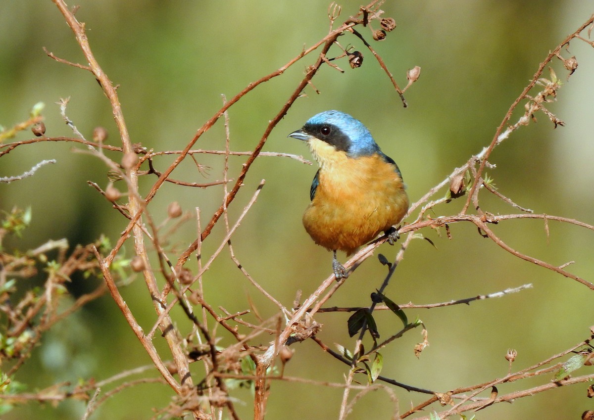 Fawn-breasted Tanager - Julio Cesar Filipino