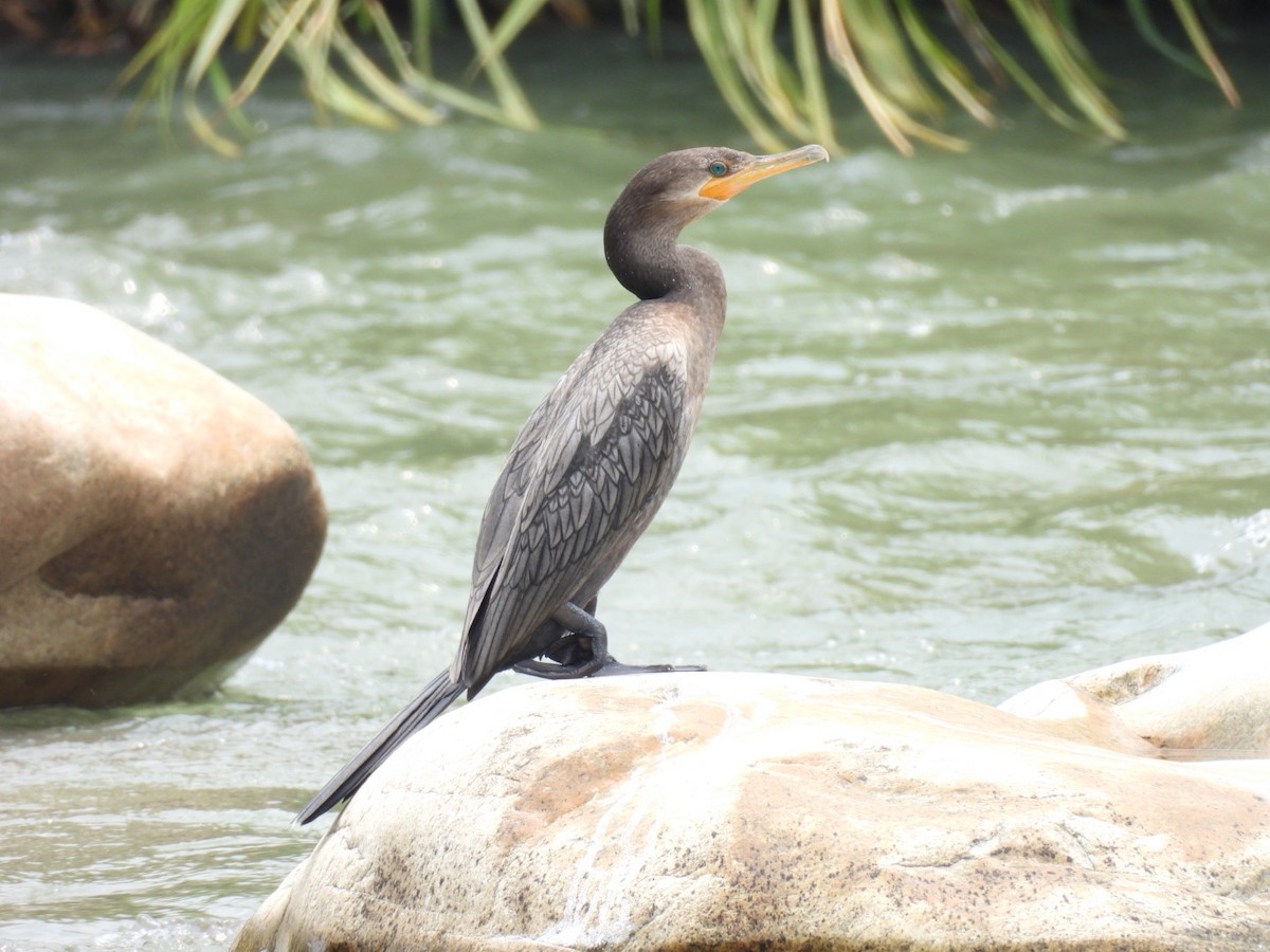 Neotropic Cormorant - ML617531320