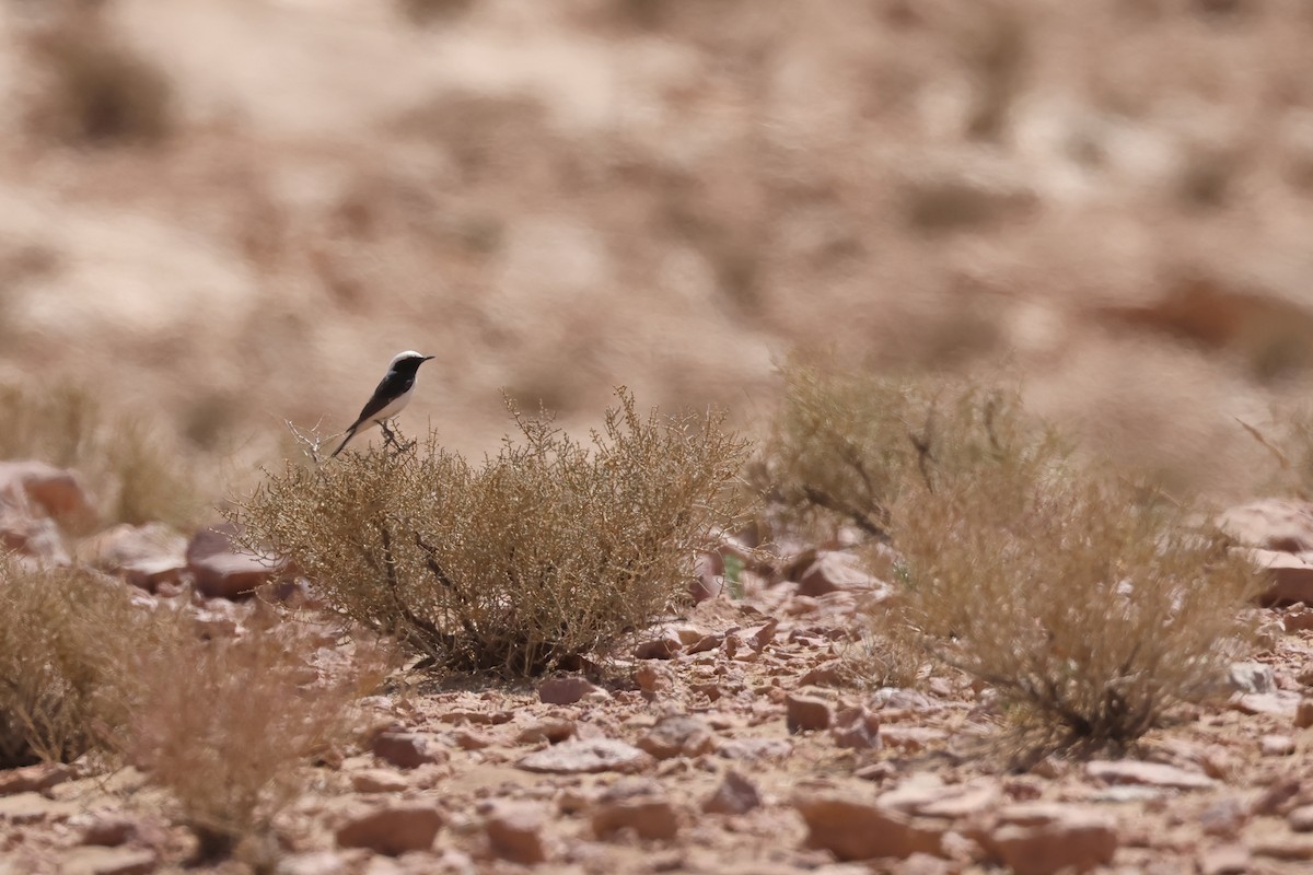 Mourning Wheatear (Maghreb) - ML617531321