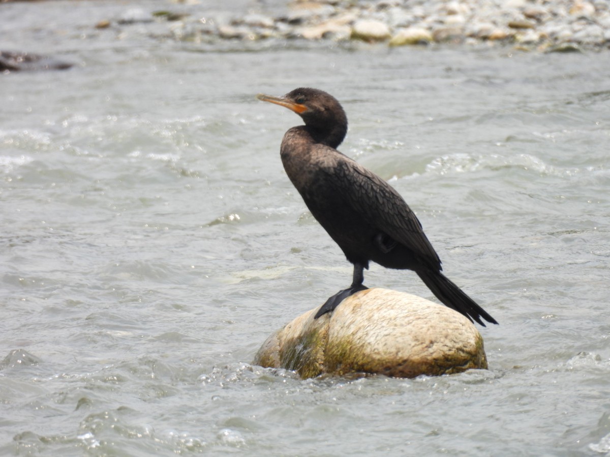 Neotropic Cormorant - ML617531323