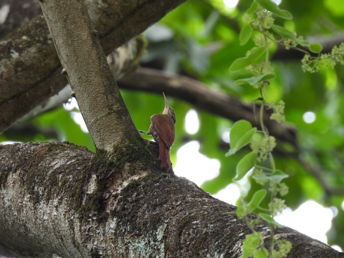 Straight-billed Woodcreeper - ML617531342