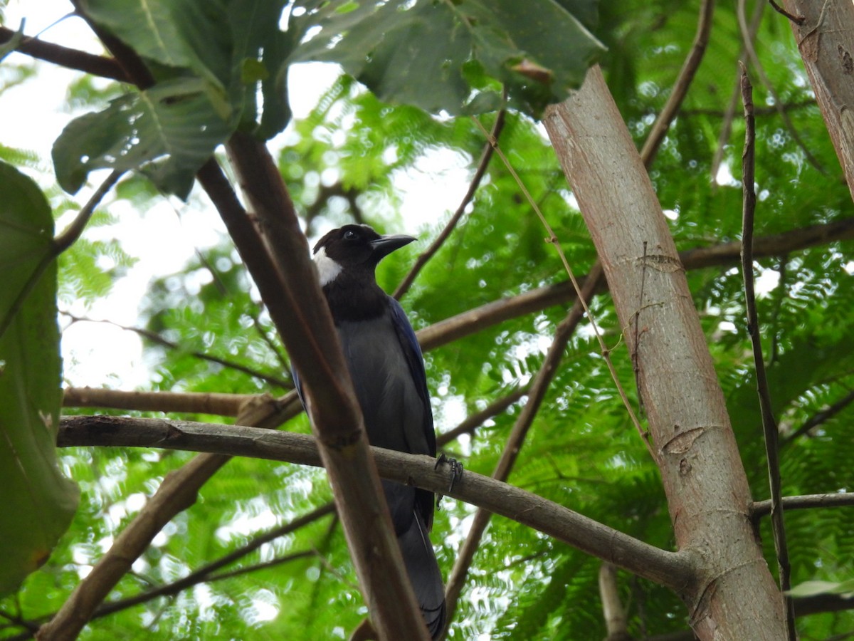 Violaceous Jay - ML617531360