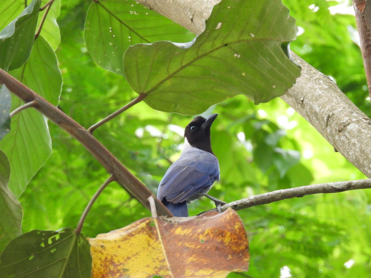 Violaceous Jay - ML617531361