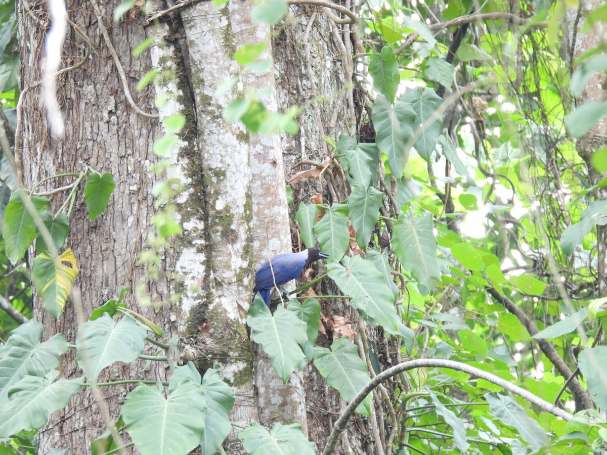 Violaceous Jay - ML617531362