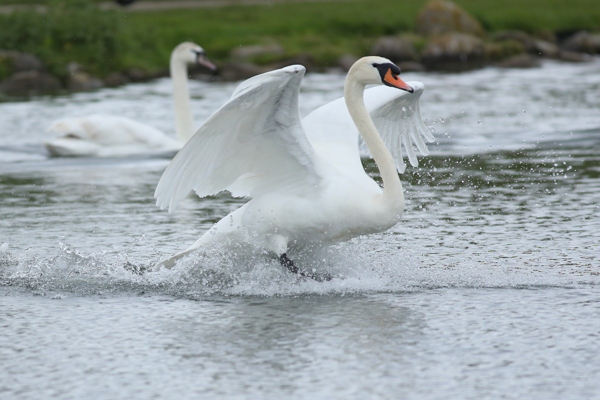 Cygne tuberculé - ML617531368