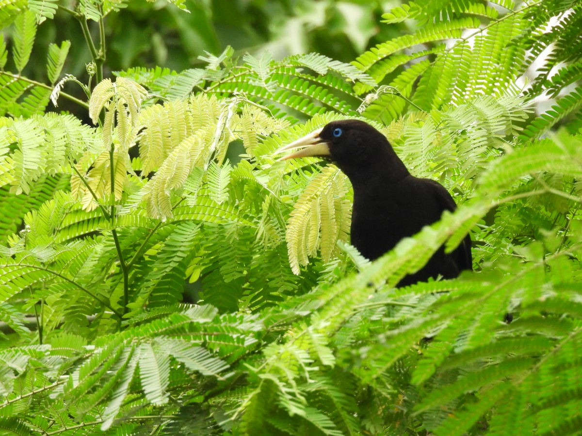 Crested Oropendola - ML617531375