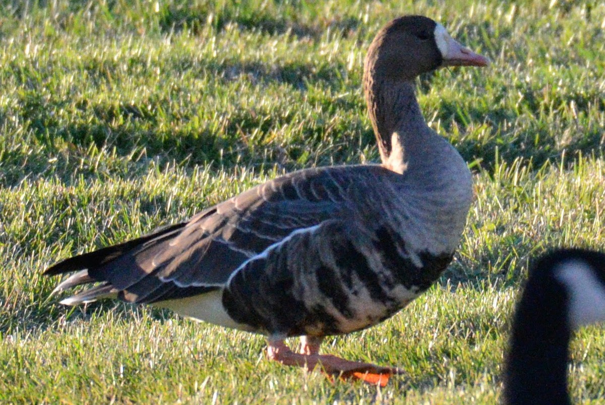 Greater White-fronted Goose - ML617531392