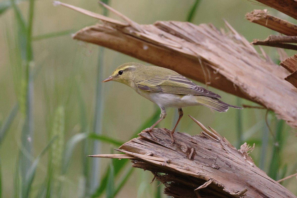 Wood Warbler - ML617531395