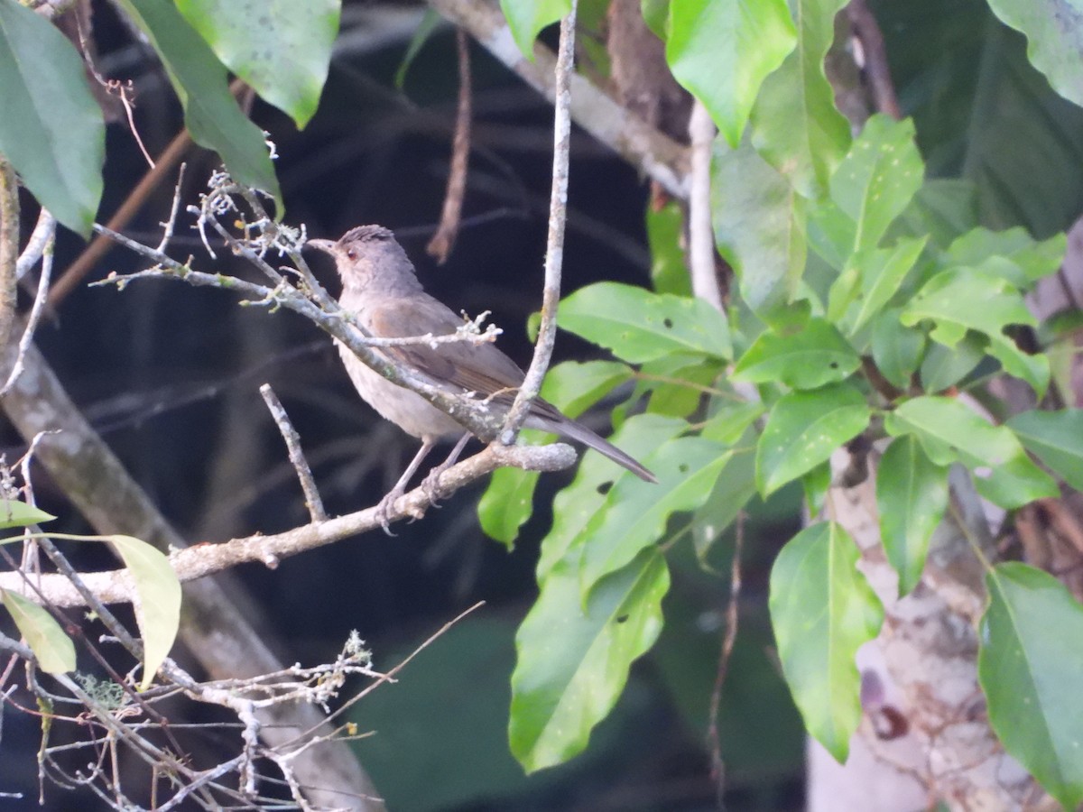Pale-breasted Thrush - ML617531413