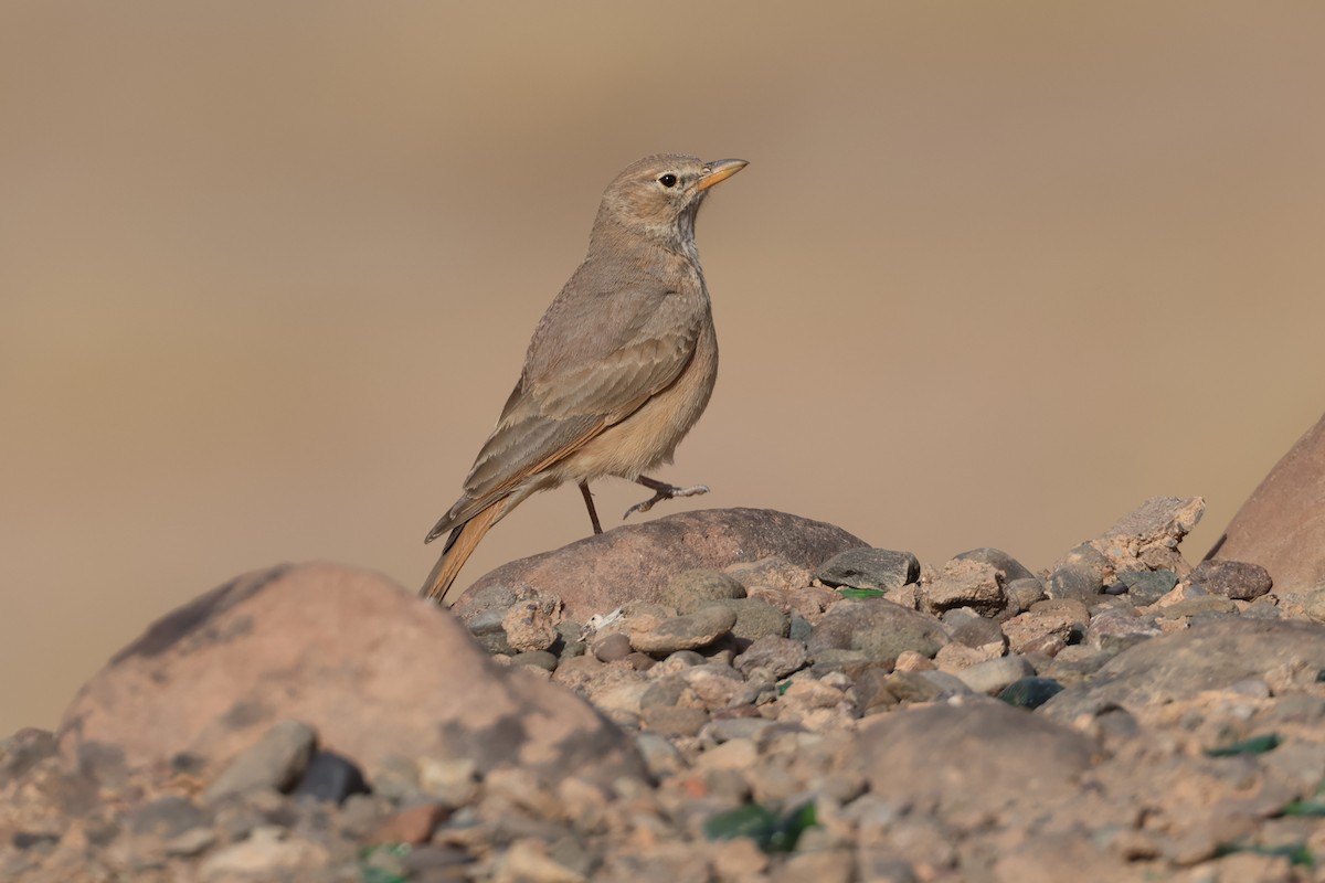 Desert Lark - ML617531423