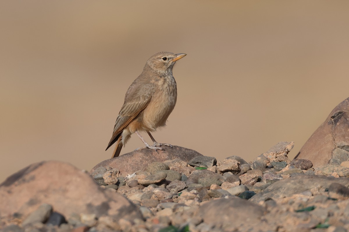 Desert Lark - ML617531425