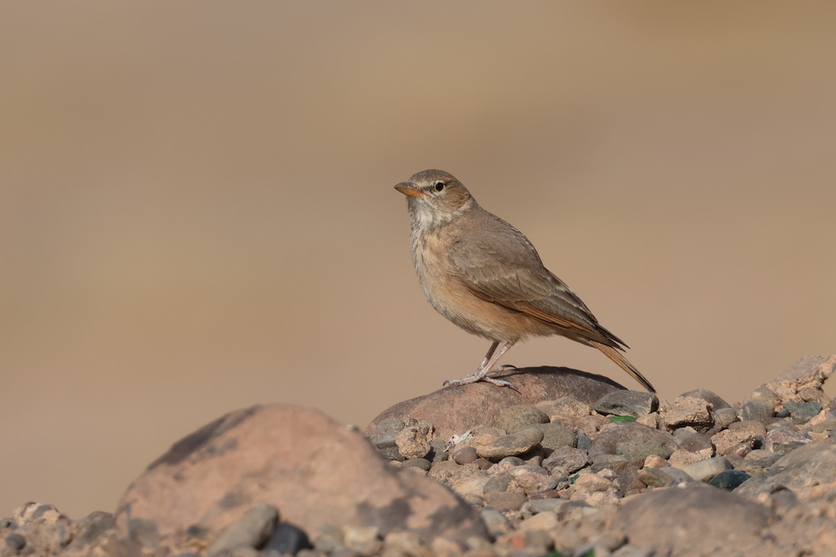 Desert Lark - Vincent van der Spek