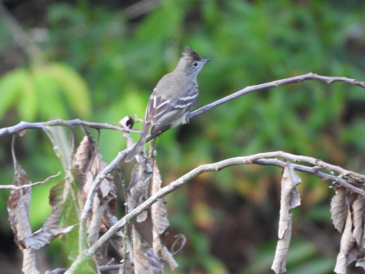 Yellow-bellied Elaenia - ML617531428