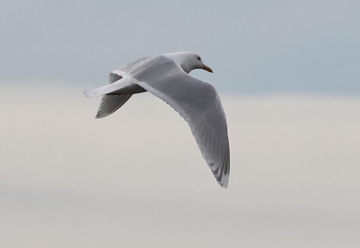 Iceland Gull - ML617531433