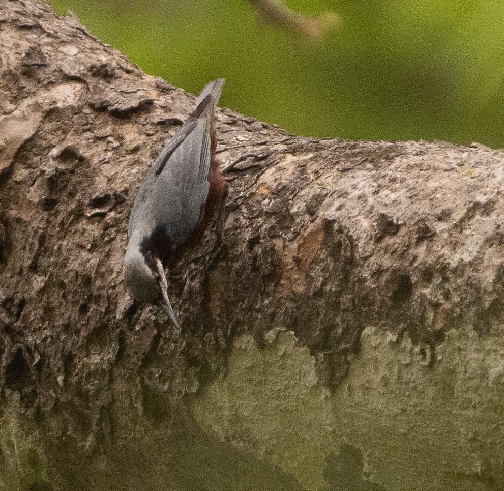 Indian Nuthatch - Anurag Mishra