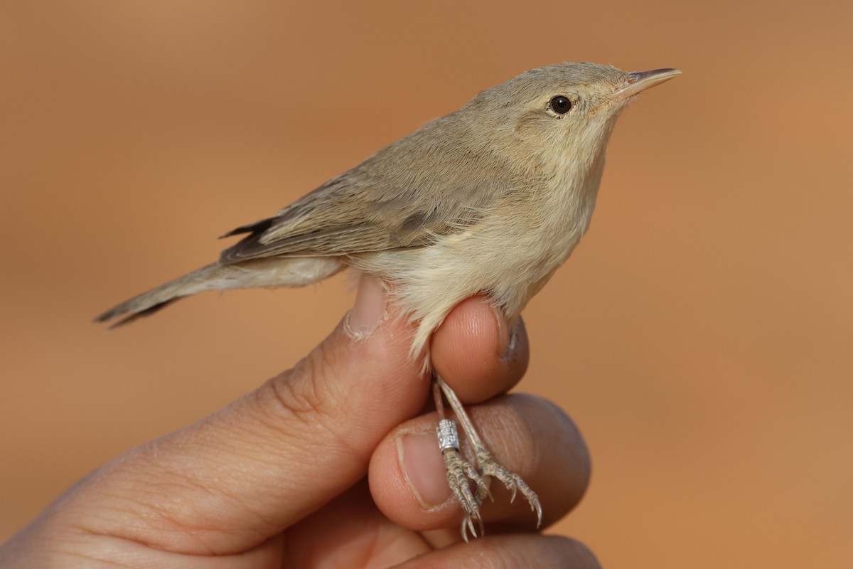 Eastern Olivaceous Warbler - ML617531469