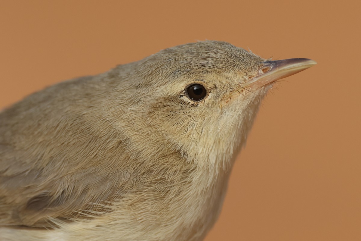 Eastern Olivaceous Warbler - ML617531470