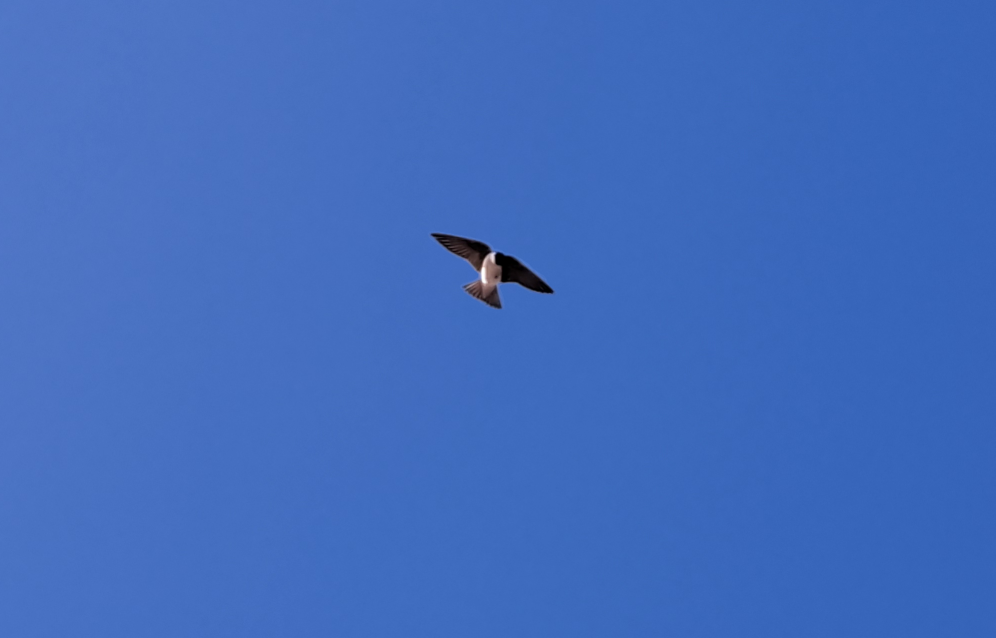 Golondrina Bicolor - ML617531473