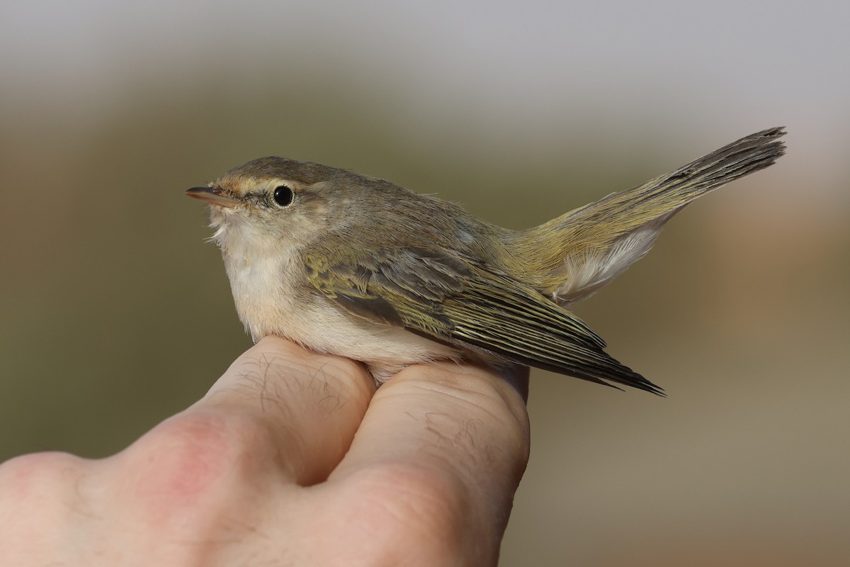 Western Bonelli's Warbler - ML617531488