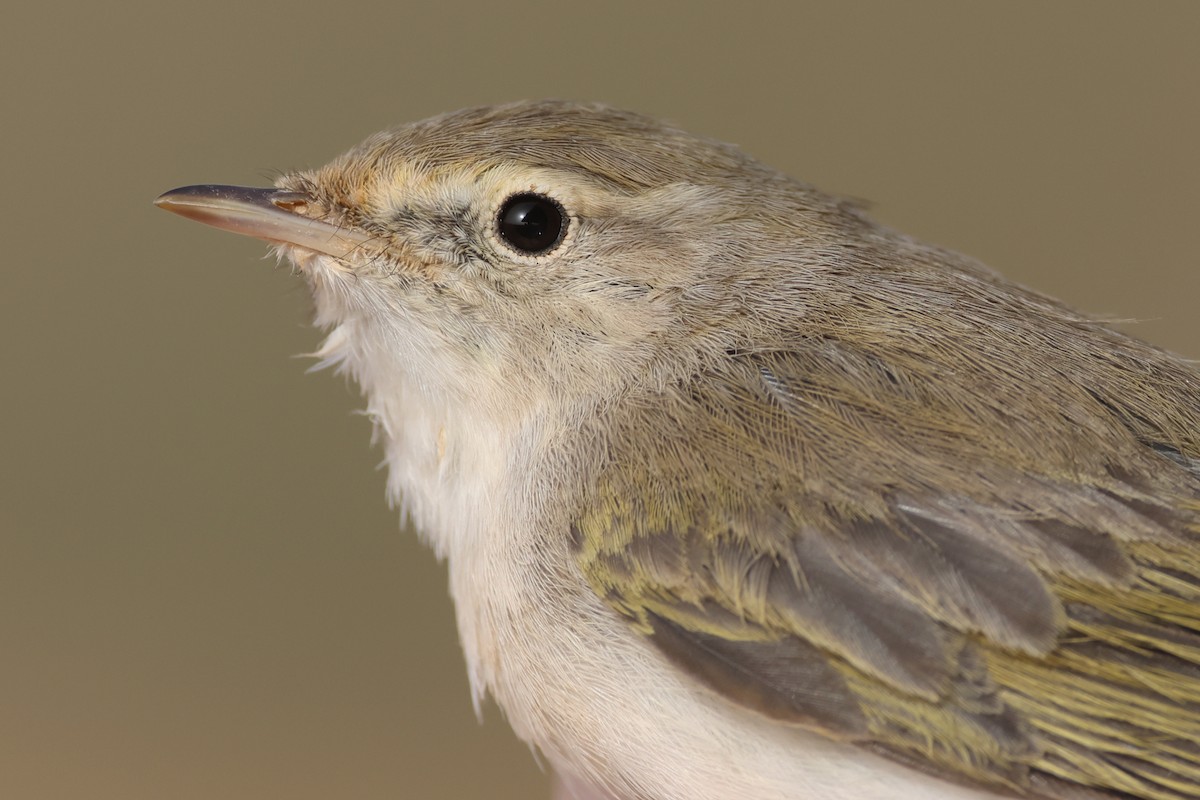 Western Bonelli's Warbler - ML617531489