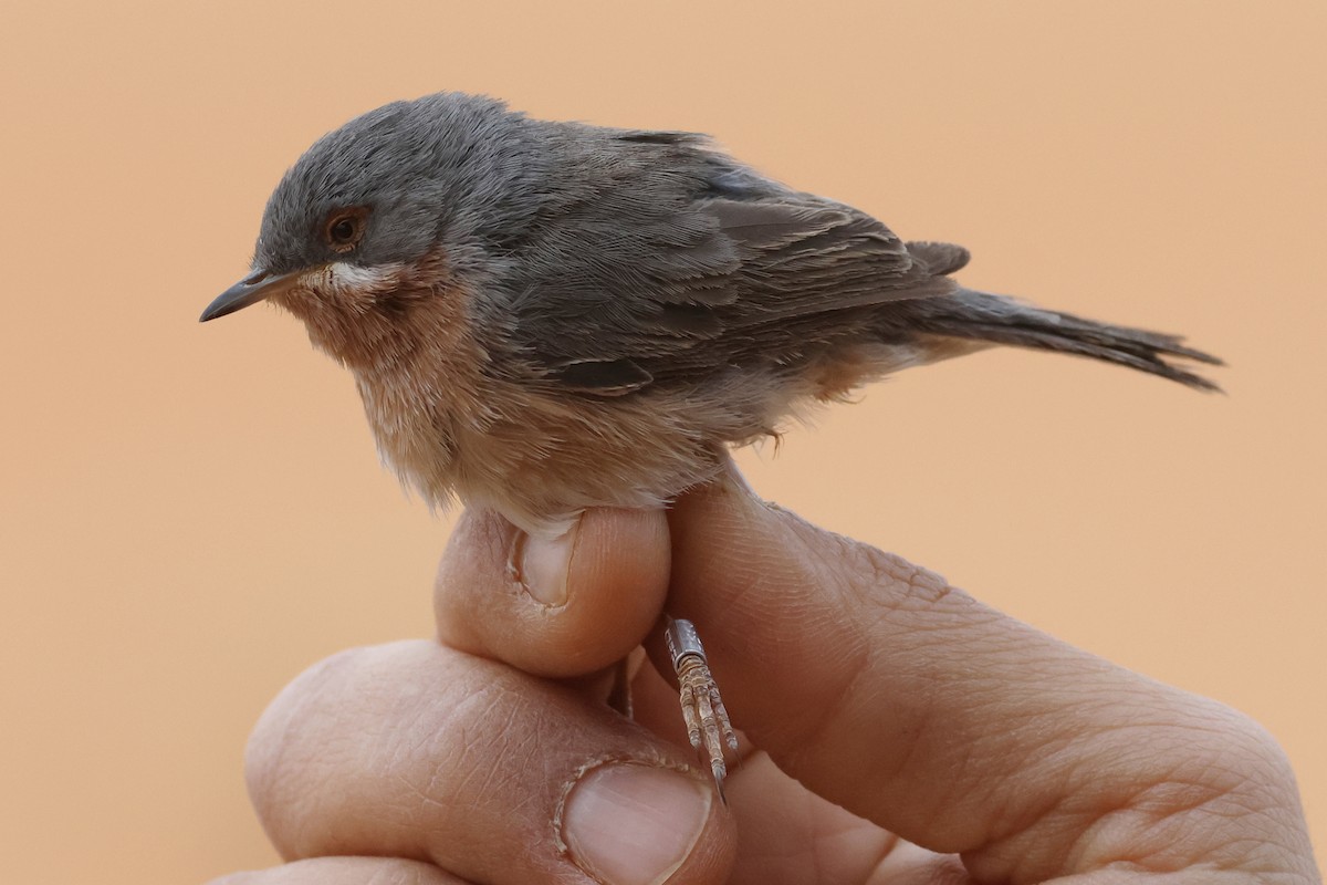 Western Subalpine Warbler - ML617531512