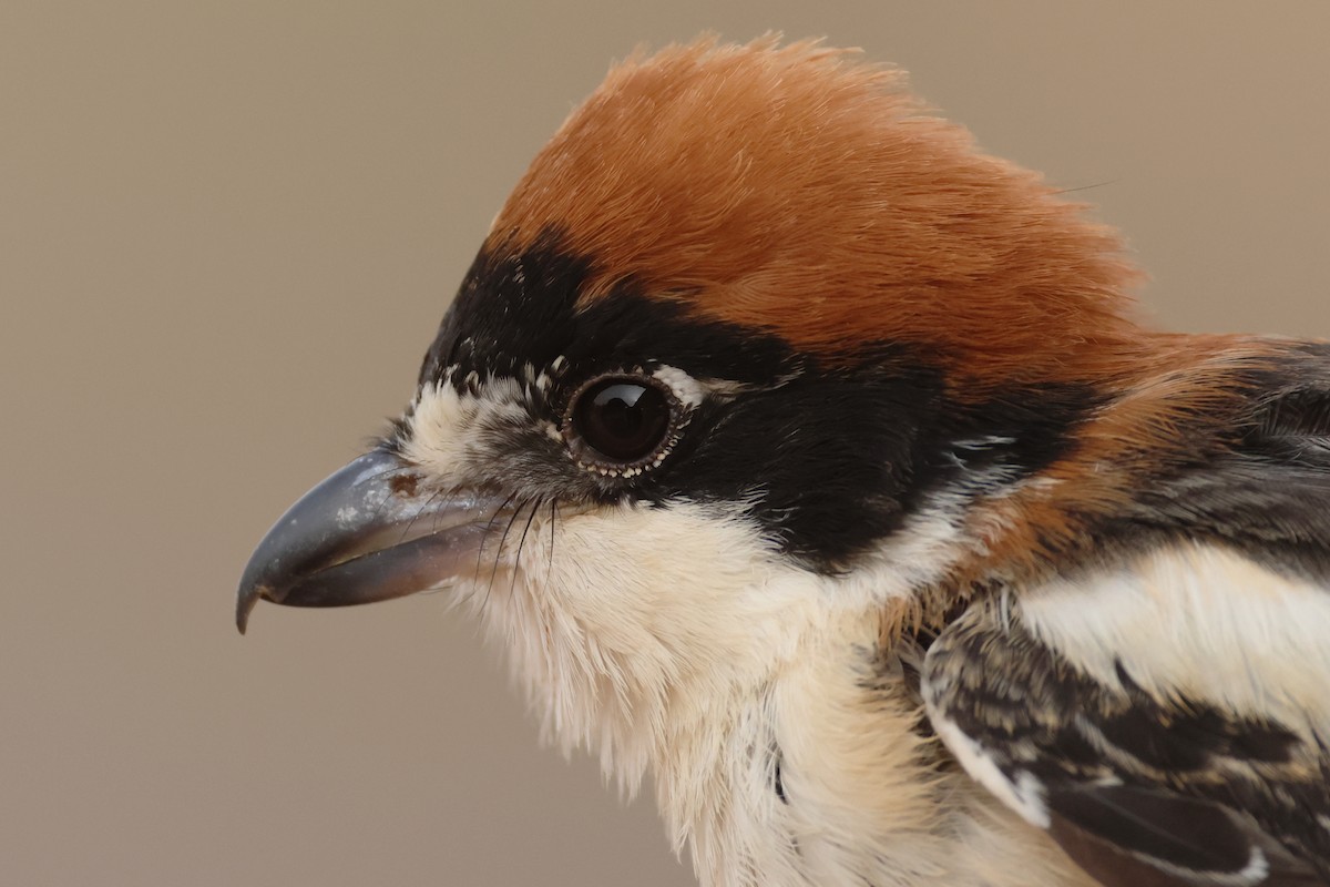 Woodchat Shrike - ML617531521