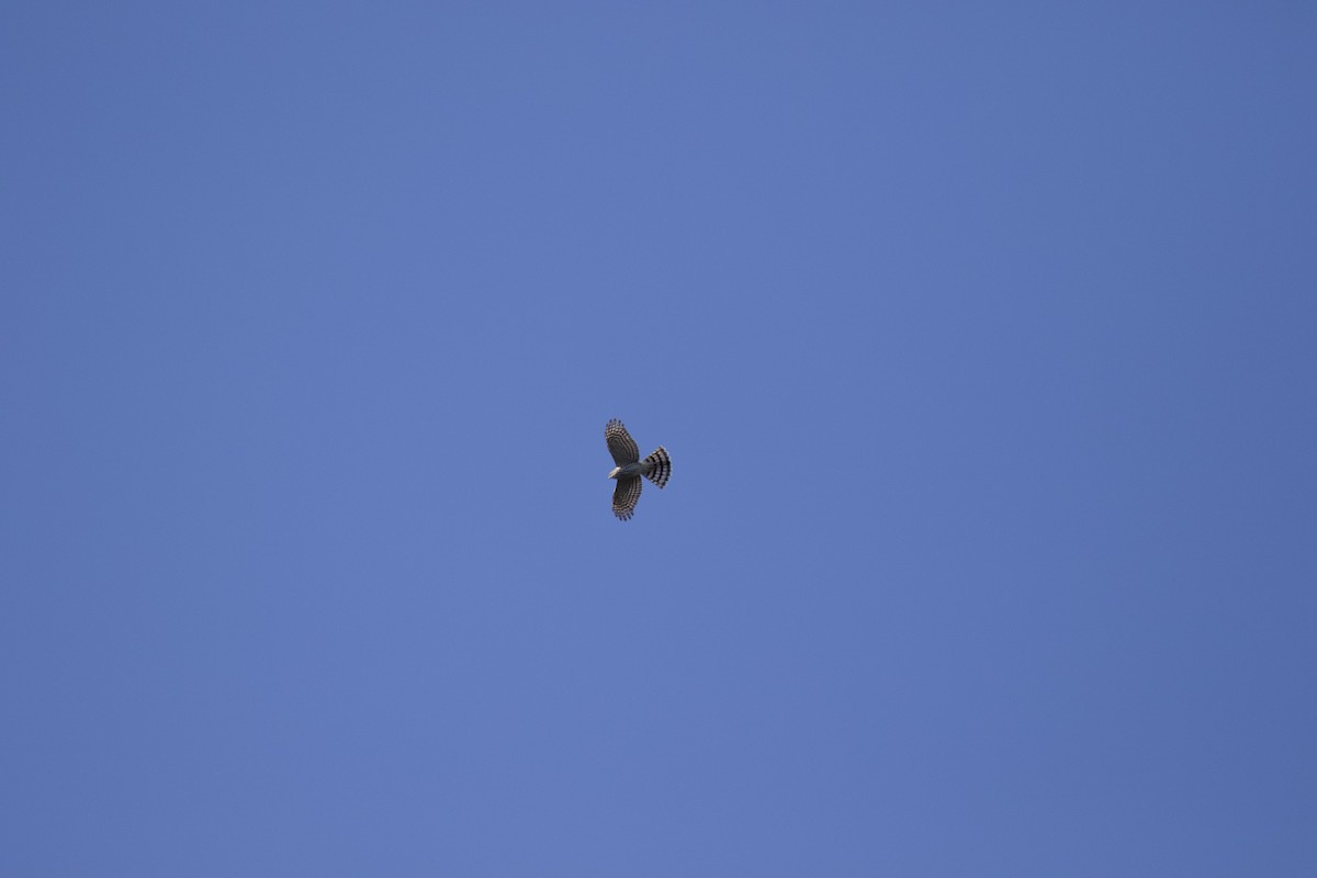 Sharp-shinned Hawk - Mary Keleher