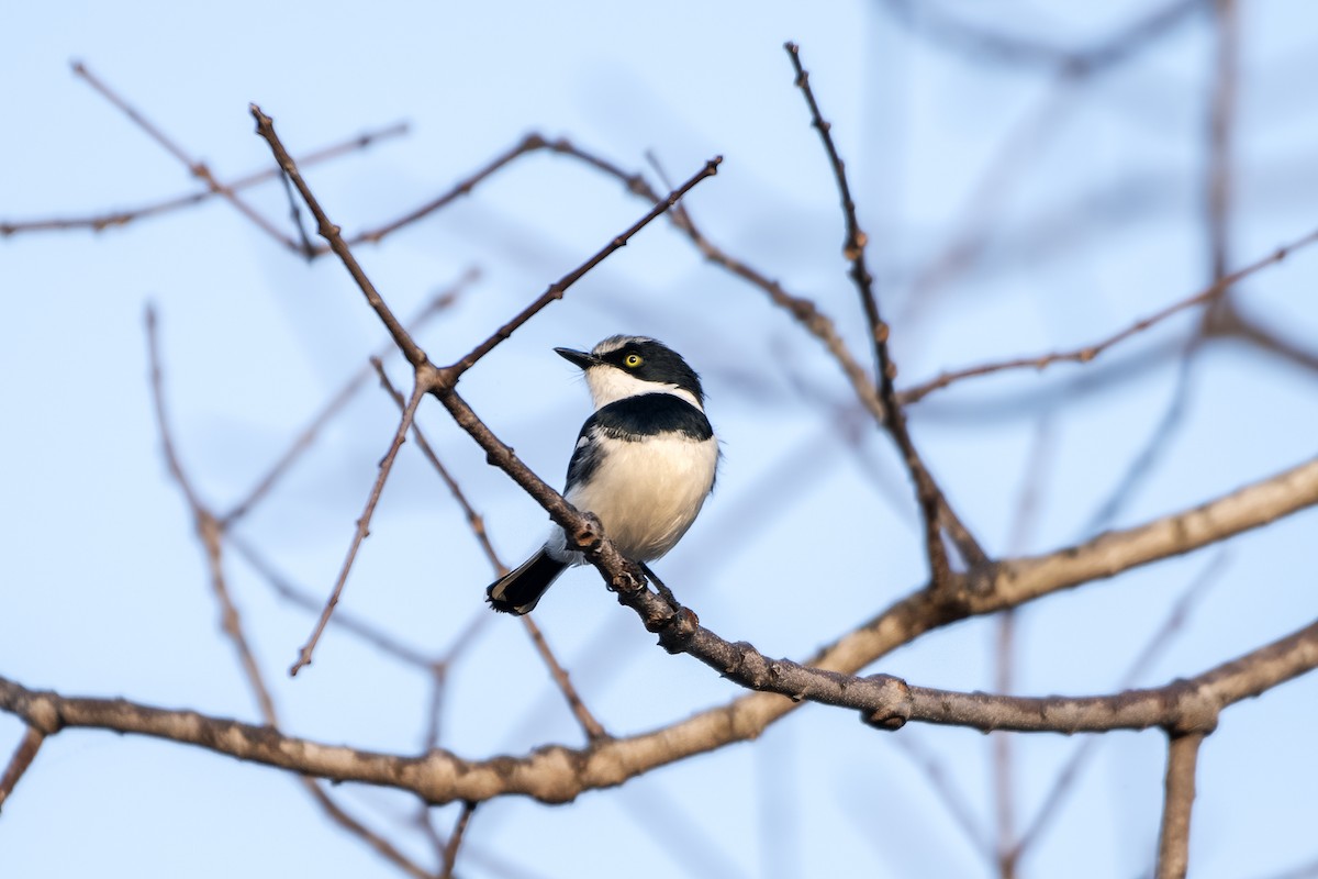 Chinspot Batis - ML617531628