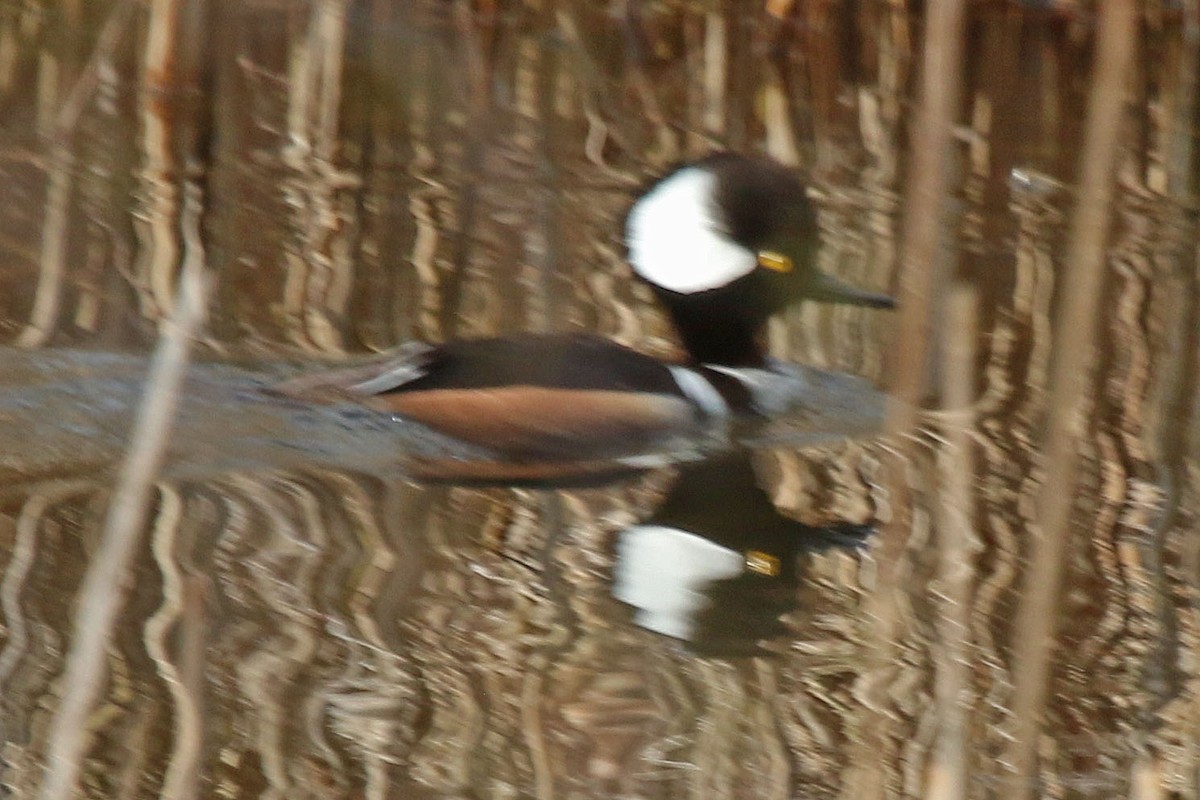 Hooded Merganser - ML617531629