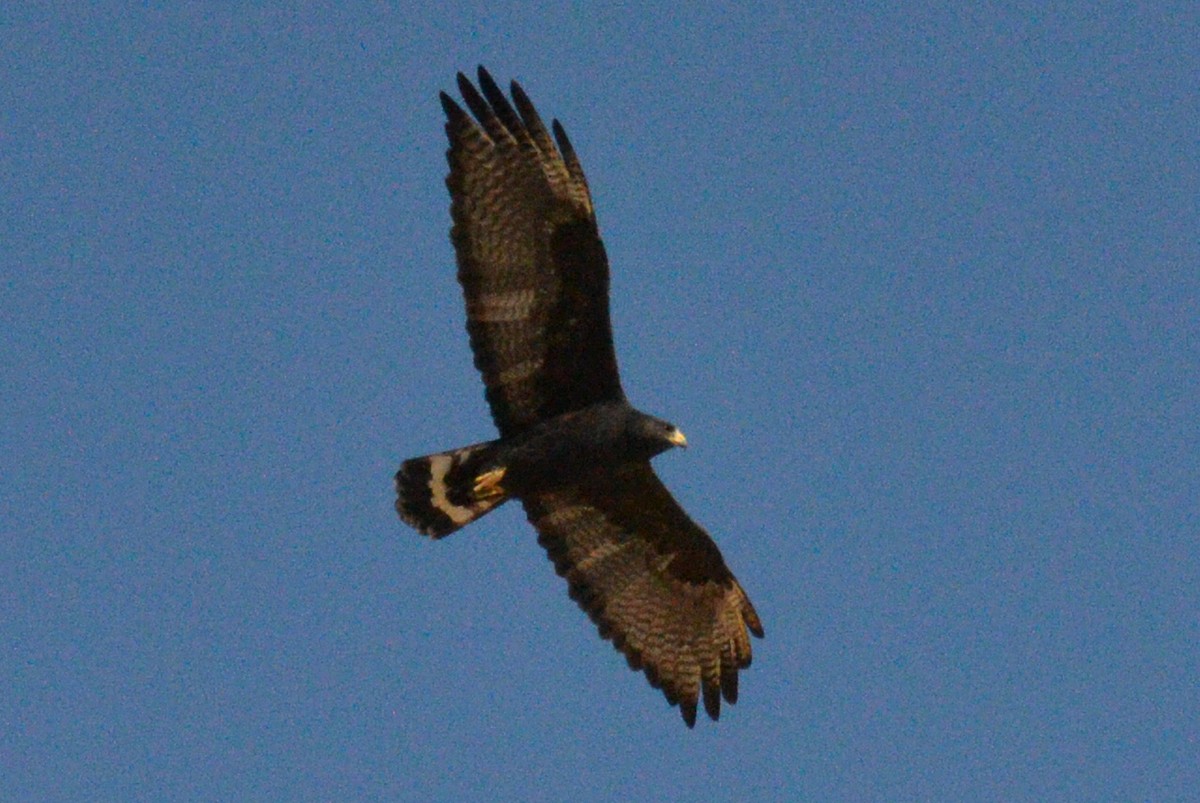 Zone-tailed Hawk - ML617531660