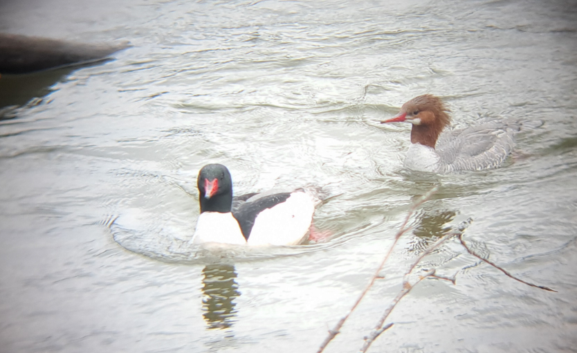 Common Merganser - ML617531699