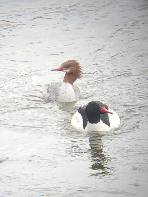 Common Merganser - ML617531700