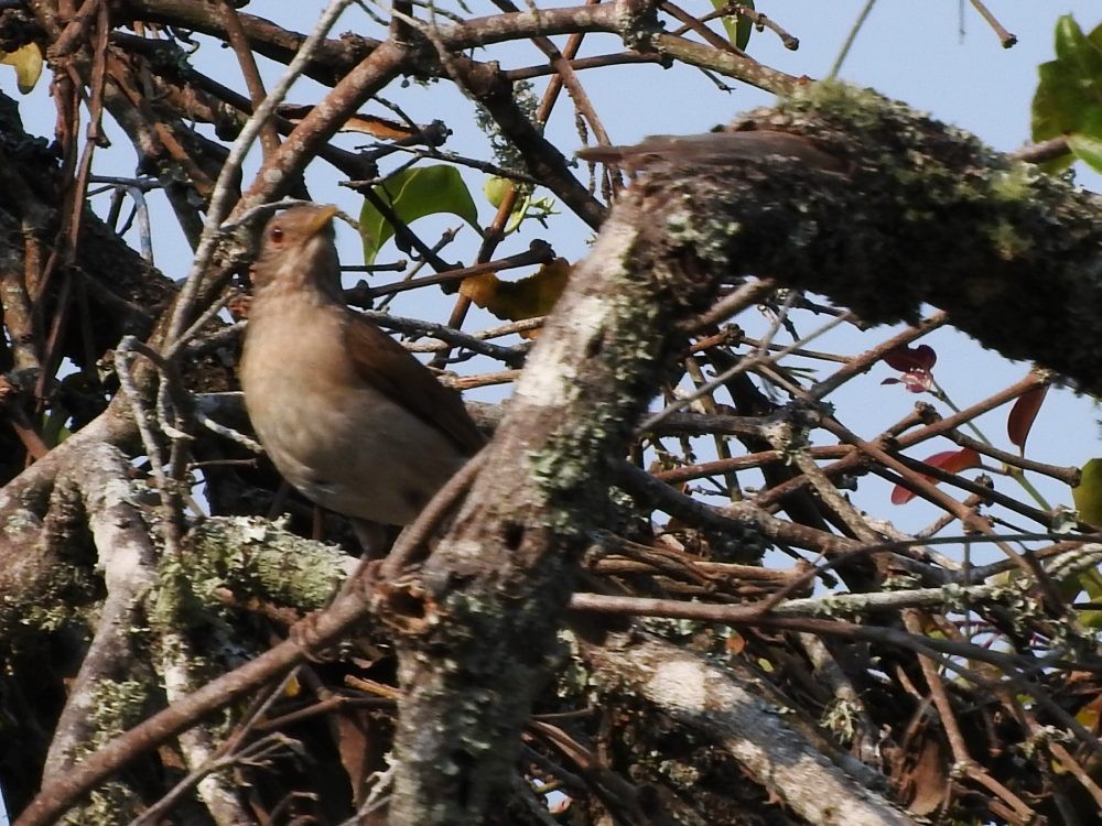 Pale-breasted Thrush - Fernando Nunes