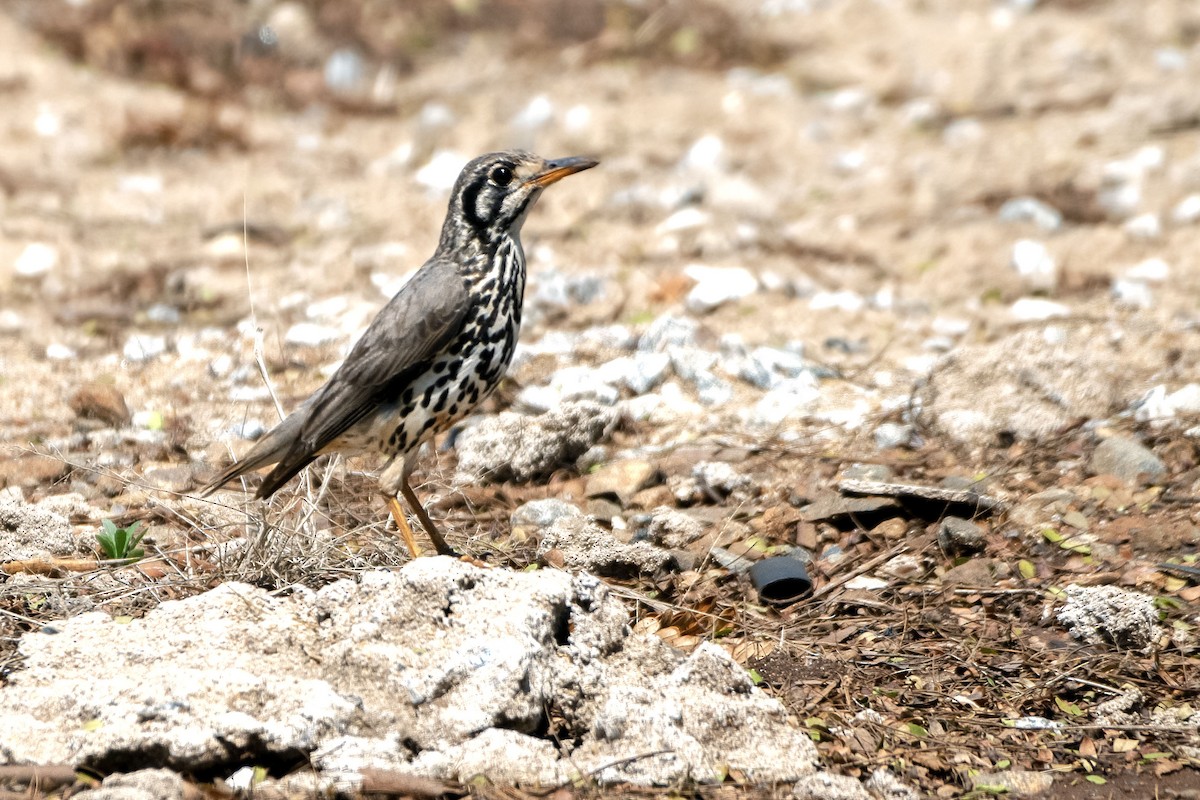 Groundscraper Thrush - ML617531729