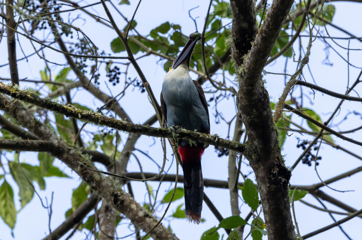 Black-billed Mountain-Toucan - ML617531739