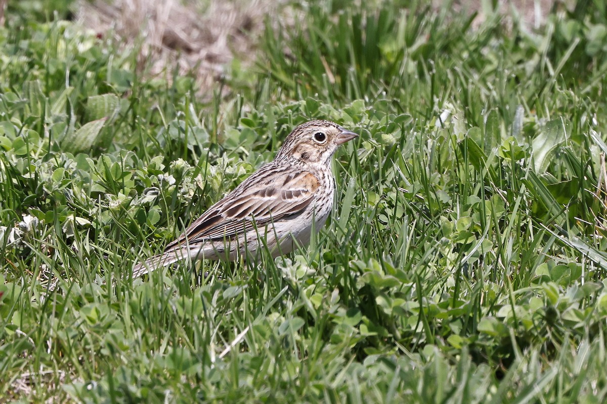 Vesper Sparrow - ML617531740