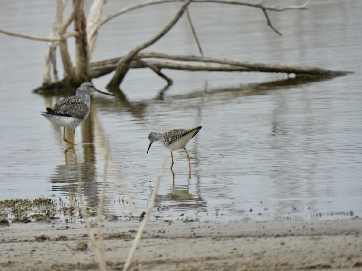 Lesser Yellowlegs - Christopher Daniels